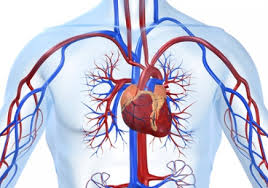 Aparelho Cardio Vascular